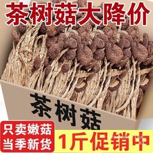 新货茶树菇干货古田不开伞茶树菇香菇煲汤食材土特产干货批发包邮