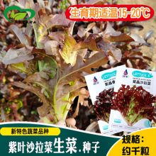 �Ͼ�ɳ���˷N�� �r��ˈ@���ļ��������~����ɳ���������߲���