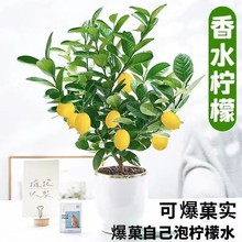 四季柠檬果树苗无有籽香水柠檬树苗嫁接盆地栽南方种植