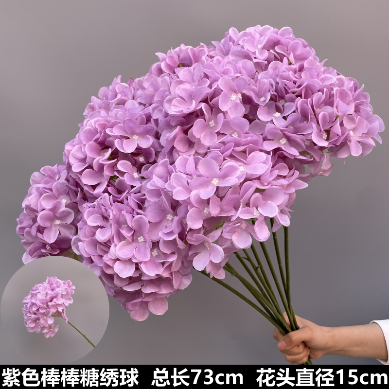 유백색 보라색 롤리팝 수국