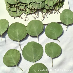Apple Leaves, Round Leaves, Eucalyptus, Real Leaves, Sticker Material Package, Plant Specimens, Glue, Dried Flowers, Embossing