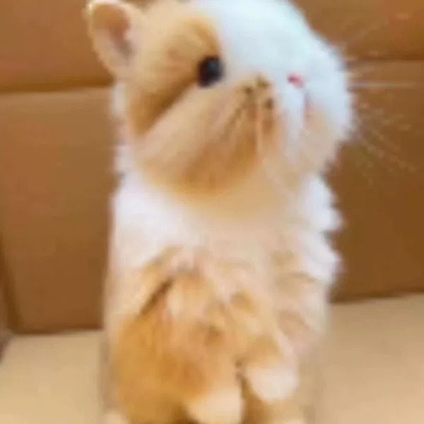Жёлто-белый «кошачий» кролик