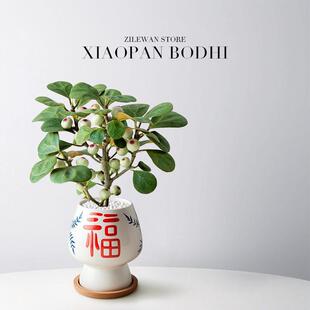 Little Bodhi Bonsai with Fruit, Bodhi Tree Potted Plant, Office Desktop Decoration, Green Plant, Indoor Creative Easy-To-Grow Plant