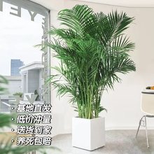 散尾葵大型绿植室内客厅盆栽凤尾竹植物四季常青好养活办公室花卉