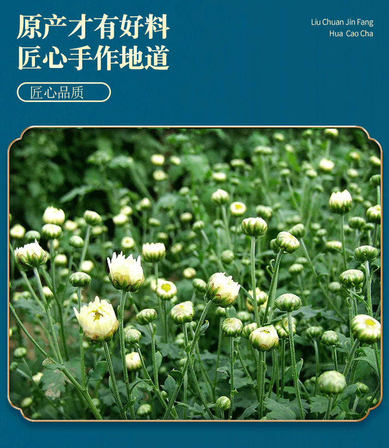 胎菊_06.png