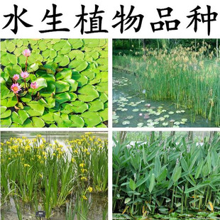 ���lˮ��ֲ���������N��˯ɏ�ѻ��~�J���S���JȔˮ�[���~���Sβ�N