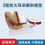 桌上耳朵人体放大模型