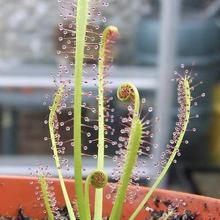 ʳ�xֲ��--�������é��ˡ�����ֱ��é|�������]ʳ�x�ݡ����]