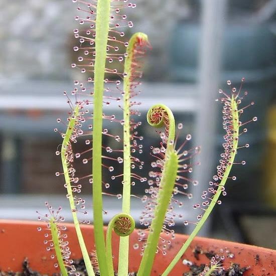 Insectivorous Plants--Haberredia Purpurea [Strong Upright Purpurea | Recommended Insectivorous Fungi for Beginners] Free Shipping