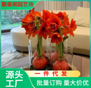 Double Red Wax Ball Extra Large Sealing Wax Balcony Planting Ball Indoor Potted Plant Lazy Flower Amaryllis Amaryllis Flower
