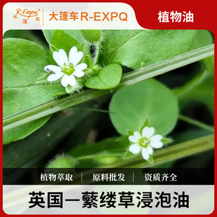 ���|�ݽ�����/�u��Chickweedֲ�ﰴĦ���A������Ժ�o�w����܇����