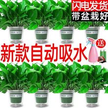 绿萝除新房大盆水培室内绿箩一整箱外贸一件包邮厂外贸包邮外贸厂