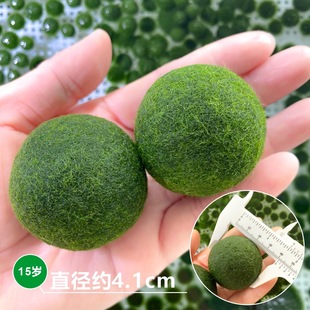 Source Direct Supply Marimo Happy Seaweed Ball Freshwater Green Living Micro Landscape Ecological Bottle Plant Mossball