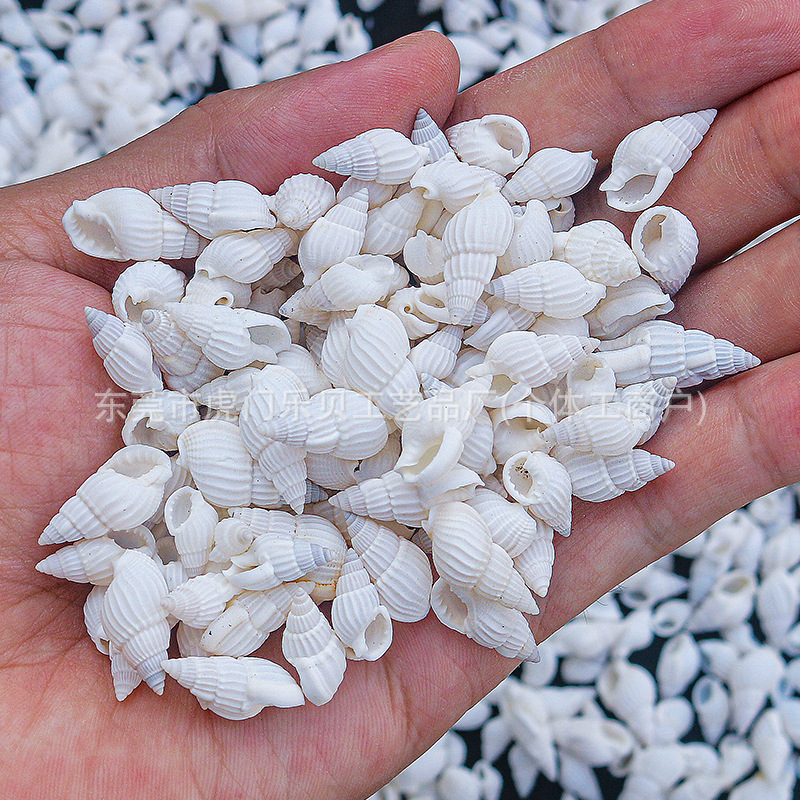 Concha Daquan natural con cera de pescado, materiales decorativos mediterráneos DIY al por mayor