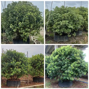 ���l��2-3.5�ׅ�����÷�� �������� ͥԺС�^�G������