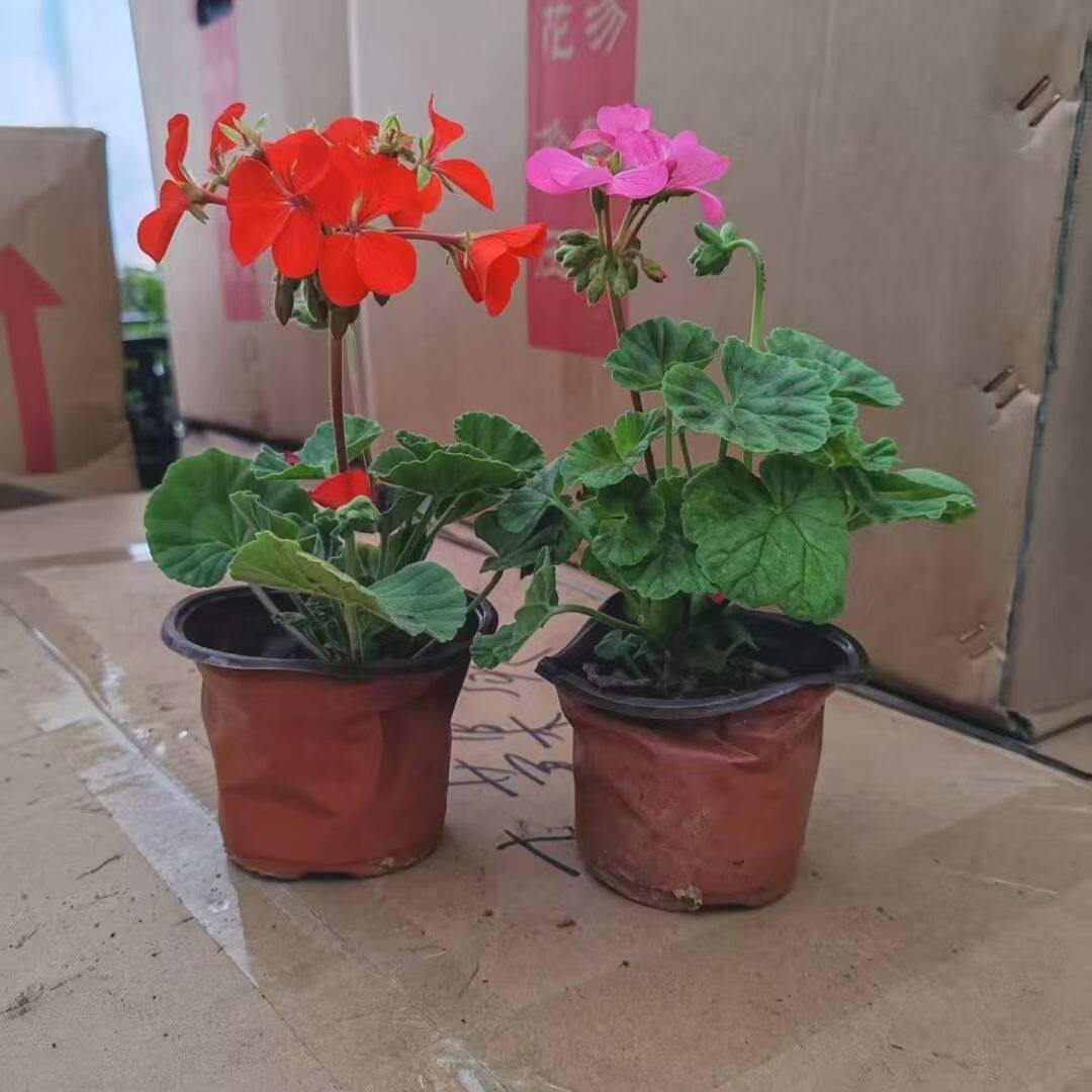 天竺葵盆栽开花洋绣球植物四季常青庭院室内阳台花卉防辐射包活