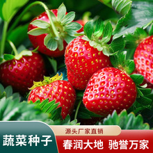 四季水果草莓种子 奶油红草莓 白奶油草莓阳台盆栽蔬菜种子白草莓