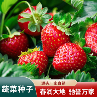 �ļ�ˮ����ݮ�N�� ���ͼt��ݮ �����Ͳ�ݮ�̨�����߲˷N�Ӱײ�ݮ