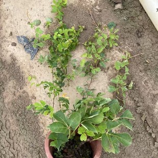 Pole Climbing Plant, Perennial Three-Leaf and Five-Leaf Potted Outdoor Easy-To-Grow Climbing Flower Seedling