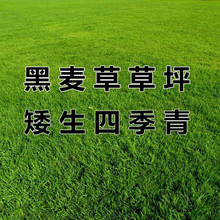 【跨境供货】草坪草籽四季常青马尼拉地毯草护坡狗牙根庭院绿化黑