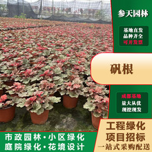 �F���Ĵ��ؑc�\��15�ڷ��\��20�ڷ��\��25�ڷ��\��30�ڷ�