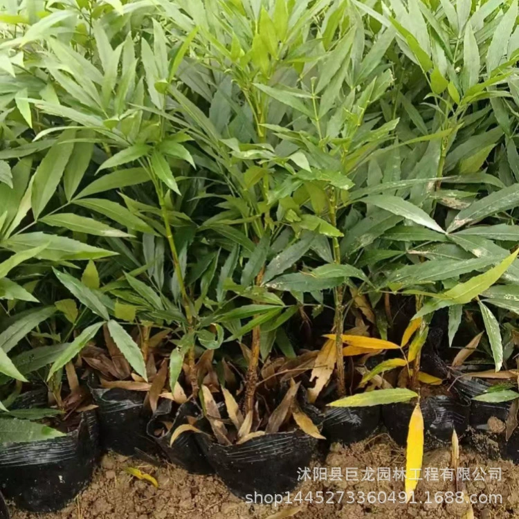 Топ-10 высококачественных саженцев для зелени, десять саженцев с мелкими листьями, полная спецификация, скидки на большие объемы