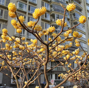 Dropshipping Garden Plant Knot Fragrant Seedlings Knot Fragrant Flower Seedlings Knot Fragrant Seedlings Gold Waist Bag Knotted Flower Sleeping Dream Winter Flower Happy Flower