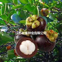 ̩��ɽ����������Ե��� �ϱ����Nֲɽ������� ���Y������