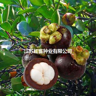 ̩��ɽ����������Ե��� �ϱ����Nֲɽ������� ���Y������