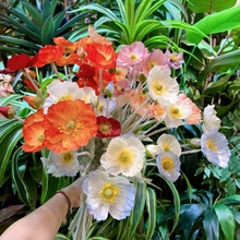 仿真罂粟花仿真四头虞美人植绒假花 仿真鱼美人 家居婚庆软装花艺