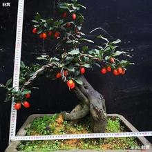 м޽Әɽ֦l^辰辰Բ