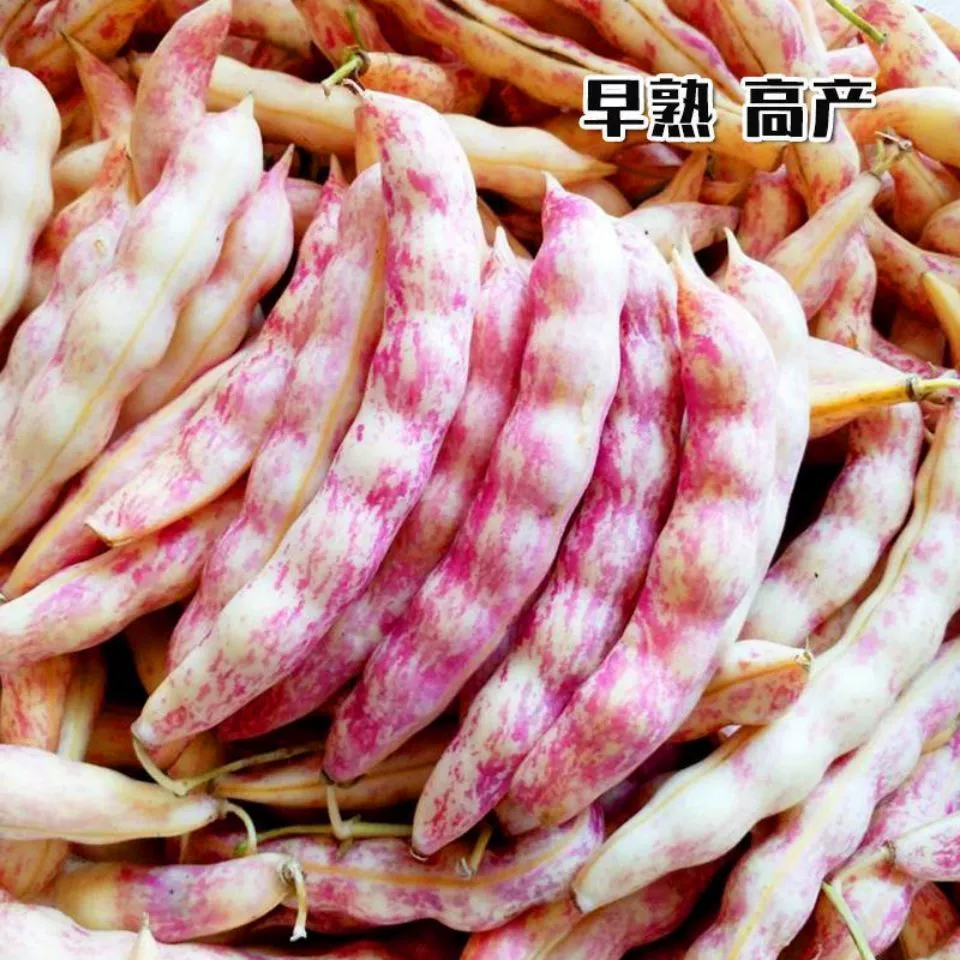 Четыре сезона посев весна и осень красное золото крючок семена фасоли высокая урожайность фасоли Северо-восточные семена фасоли фасоль семена овощных культур