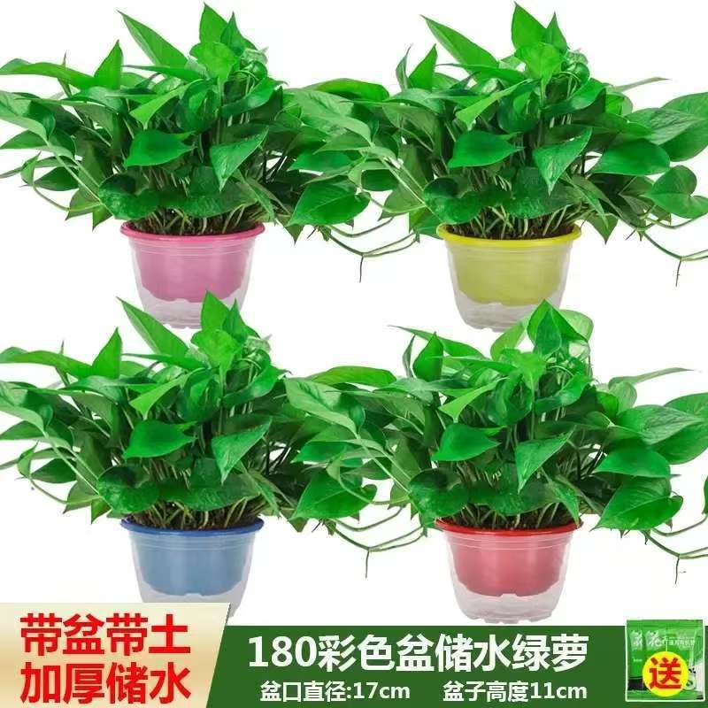Large Leaf Long Vine Green Basket Potted Plant Wholesale New House Indoor Air Purification Green Plant Living Room Hanging Orchid