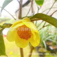 ���ǽ𻨲�������F�軨���Խ��SɫƷ�N�̨ͥԺ���ܾGֲ�ͺ����B