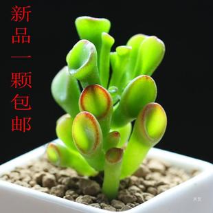 ����ֲ����ؔ���X���ҵ��҃ȽM��ƴ�P��������ֲ�������Bֳ�ײ�