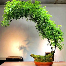 С�~�{����縻�F������Ϙ��Gֲ���������҃ȳ�Ʒ�������F��