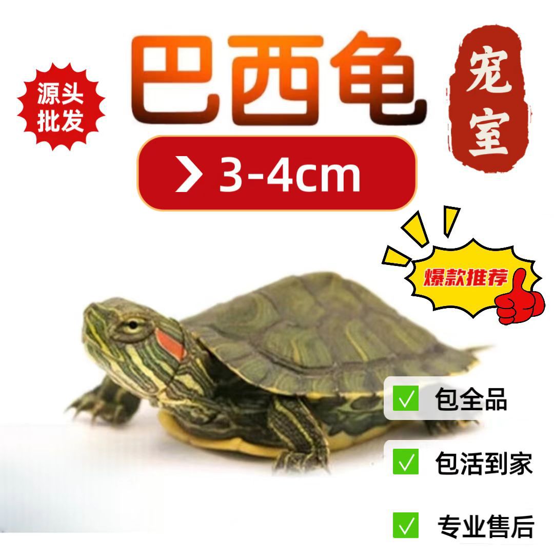 3-4cm [외탕두 모종 배송]