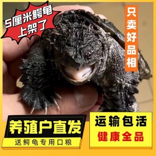 Crocodile Turtle with Spikes, Crocodile Turtle Hatchling, Authentic Pure Buddhist Pet Turtle, Fierce Small Turtle, Live Turtle from Beiqi Mei Trading Company