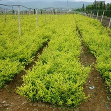 批发金森女贞小苗批发 工程绿化色块苗木园林道路盆栽黄叶女贞毛