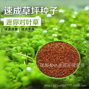 Wholesale water grass seeds large pair of leaf seeds small pair of leaf seeds water grass mud seeds fish tank landscape grass seed germination rate