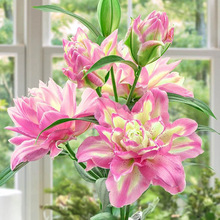 重瓣香水百合花种球四季好养活花苗花卉植物阳台盆栽进口百合球根