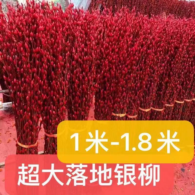 새해 축제 빨간색 [핫 스타일] - (바닥 스타일) 1.7m 조각 무료 랜턴