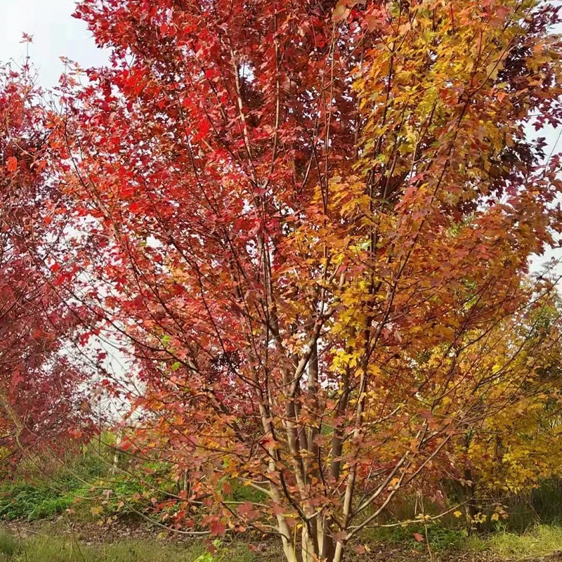 База для кустистой рассады оптом озеленение рассады беседки кустистый красный клен большой саженец кустый американский красный клен