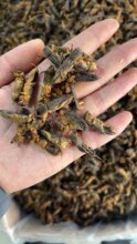 热卖土狗子蝼蛄500g克野生蝗虫地狗五谷虫拉拉狗完整无硫中药材
