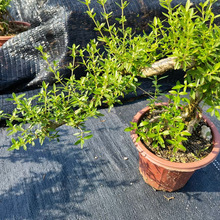 ����ֱ���������Ͷ�������ѩ�������\ݔ�ɳ����ļ����G�ľGֲ