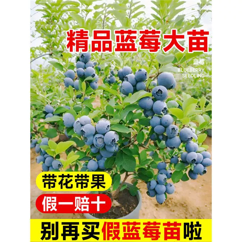 Саженцы черничного дерева, саженцы черники, саженцы фруктовых деревьев в горшках, крупные саженцы, посадка фруктовых деревьев в помещении и на открытом воздухе в южных и северных районах.