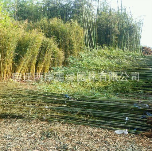 Бамбуковые саженцы фиолетовые саженцы бамбука двор бамбуковые Зеленые саженцы бамбука золотые инкрустированные нефритом саженцы бамбука золотые саженцы бамбука Озеленение стен саженцы бамбука