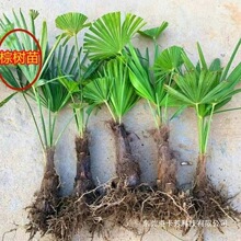 棕榈树苗棕树苗棕榈苗扇子树苗四季常青绿化苗木庭院植物盆栽花卉