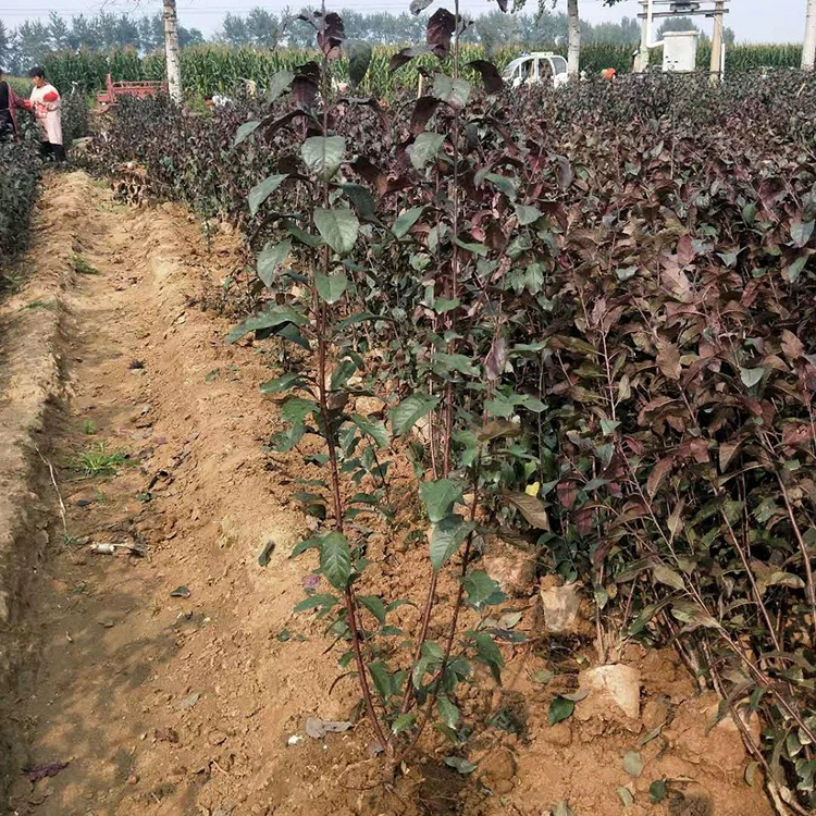 Красный листовой слива, листопадный кустарник, фиолетовый листовой слива, солнечная слива, фиолетовый листовой толстый слива, ландшафтные саженцы