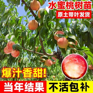 High-Yielding Peach, Early-Maturing Yellow Peach, Nectarine Fruit Tree Seedlings Grafted to North and South Winter Peach Potted Planting Results in the Same Year